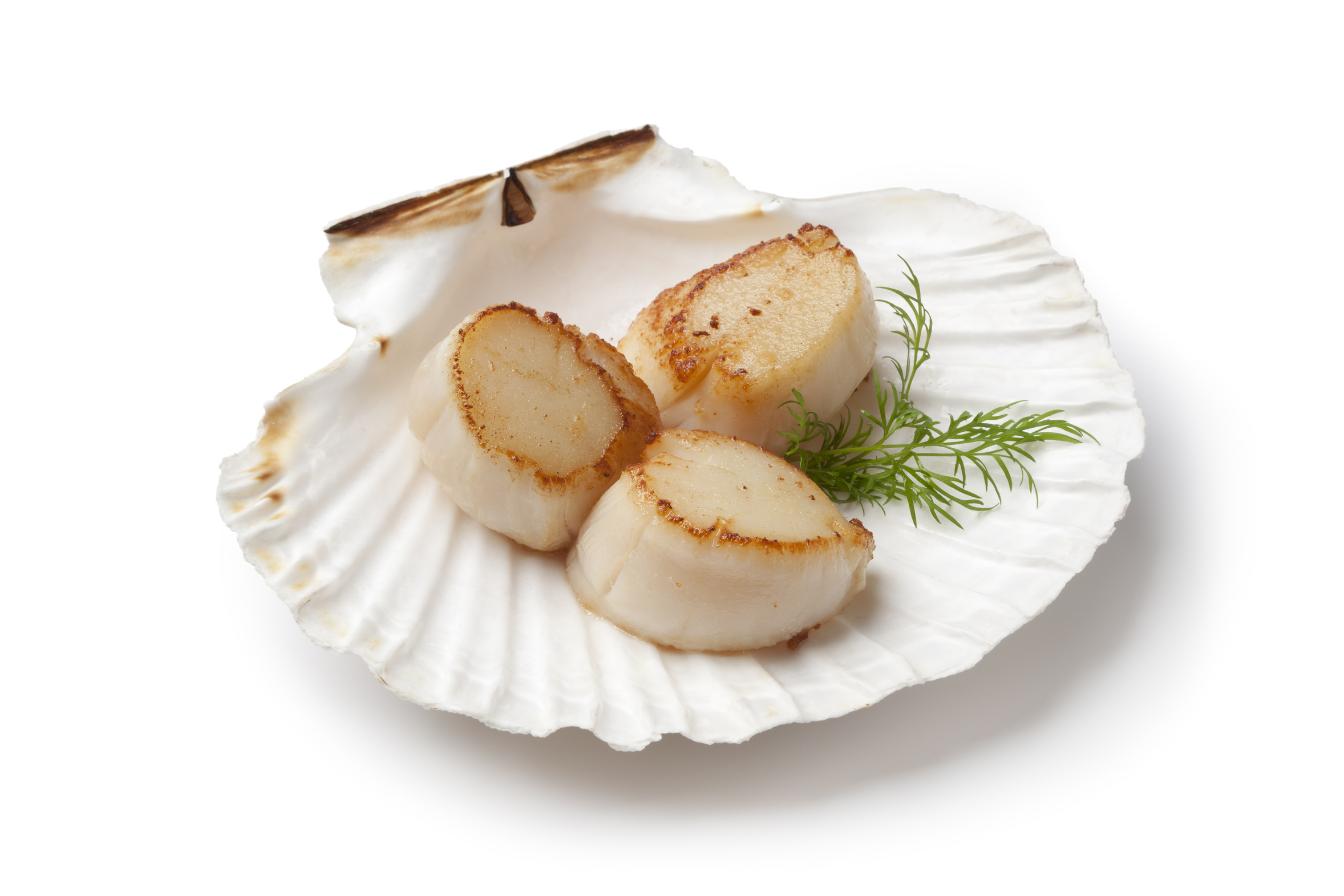 drei gebratene Jakobsmuscheln auf Schale mit Dill