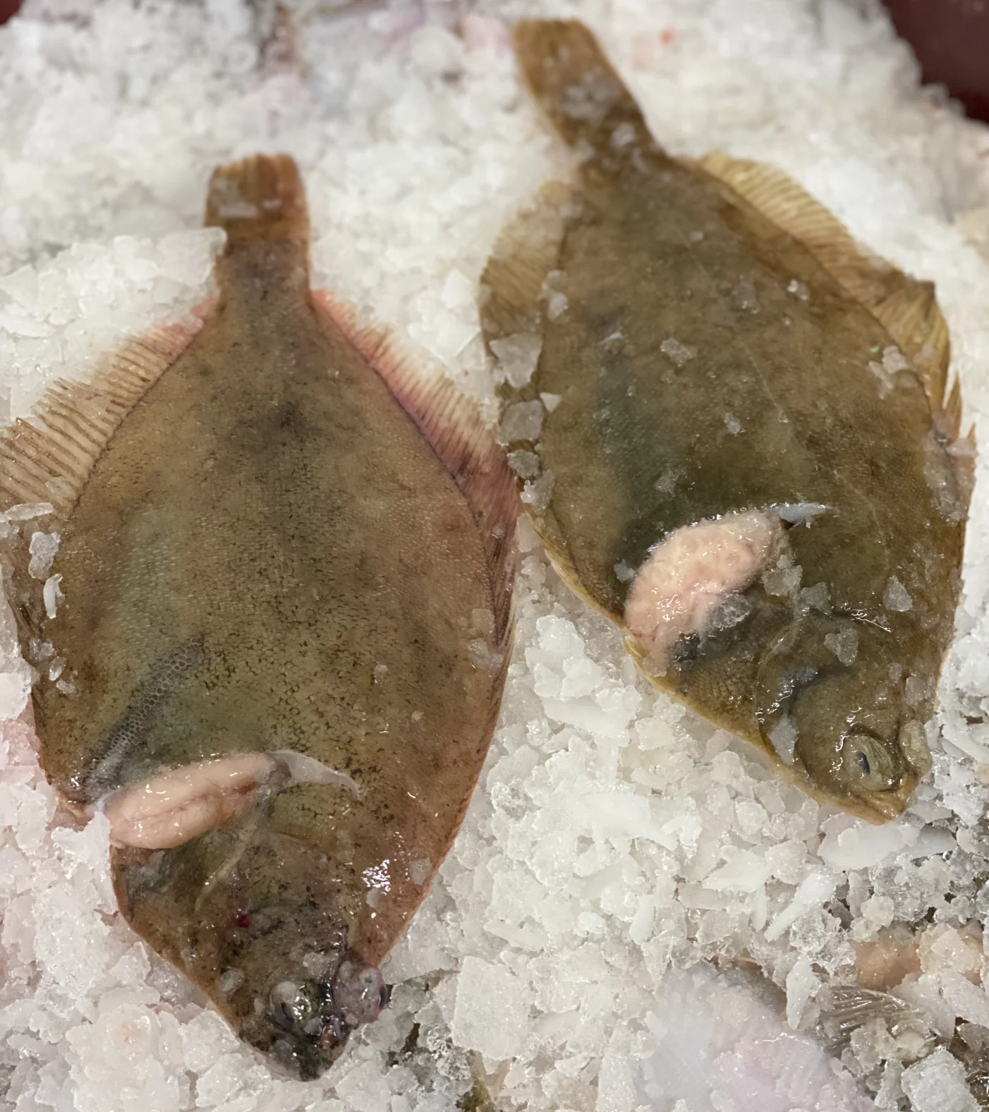 zwei ganze Schollen auf Eis, roh und unbehandelt