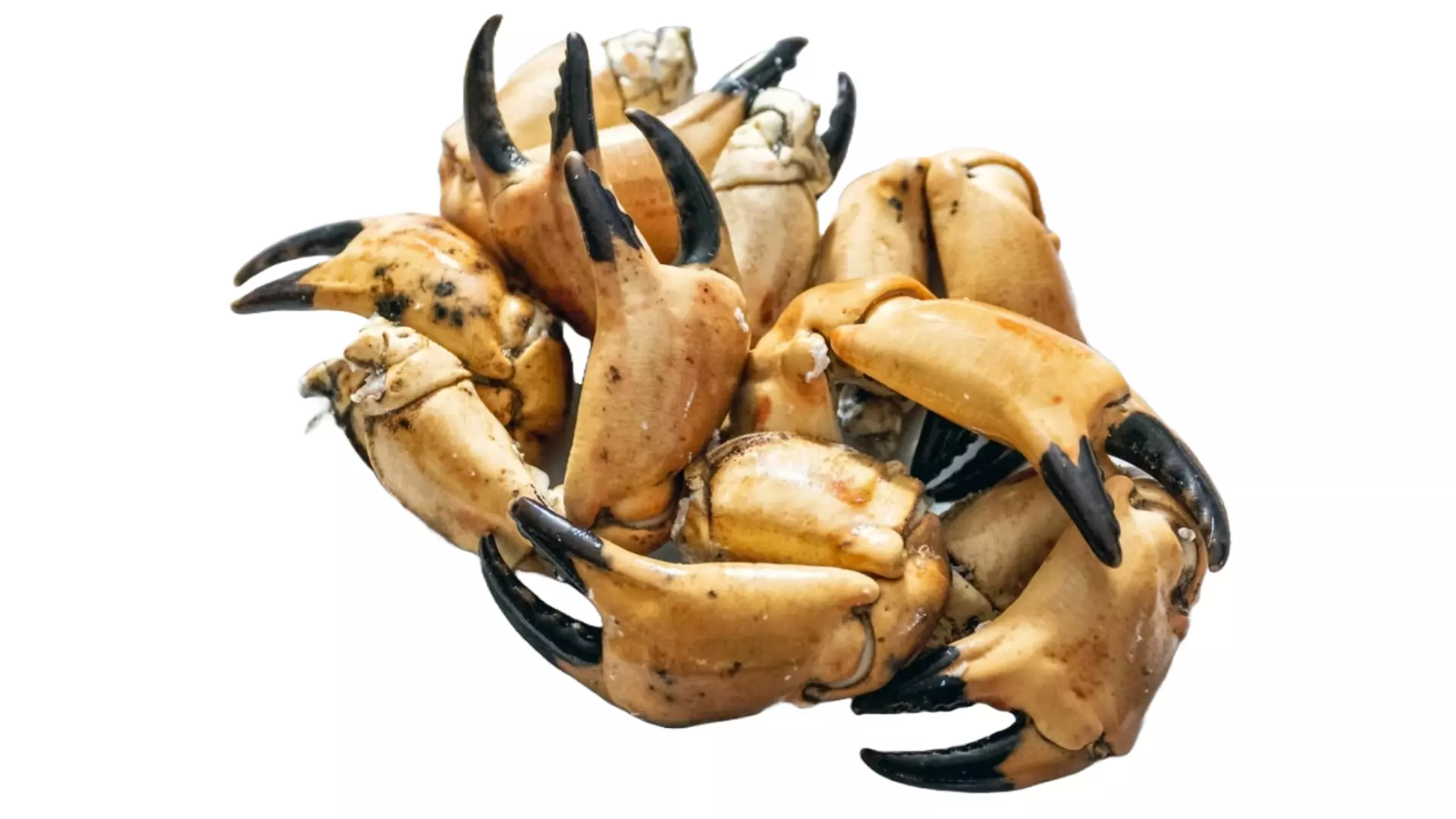 gekochte braune Krebs-Scheren auf weißem Hintergrund