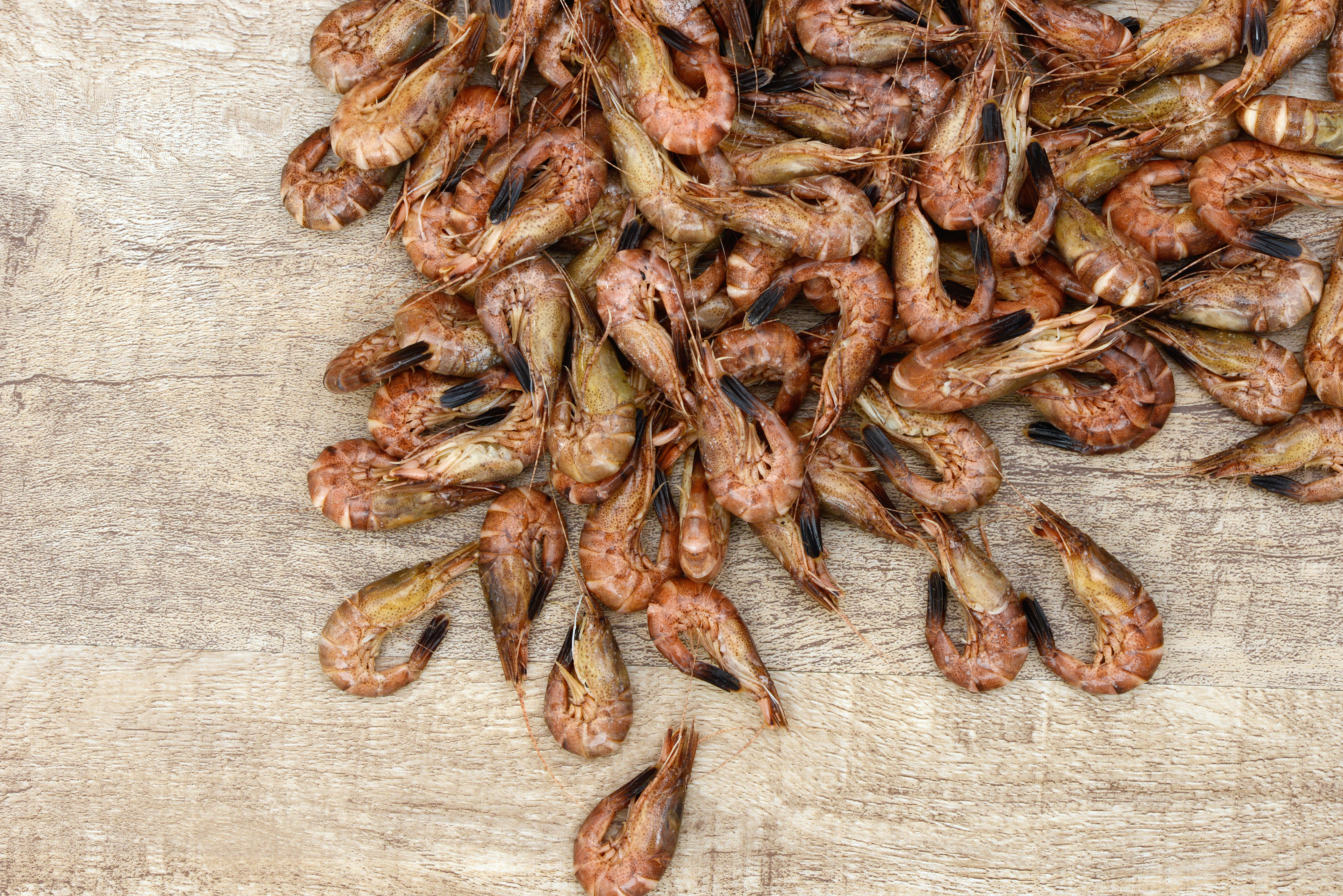 Frische Nordseekrabben (Granat), direkt vom Kutter, mit Schale, 1-kg-Beutel