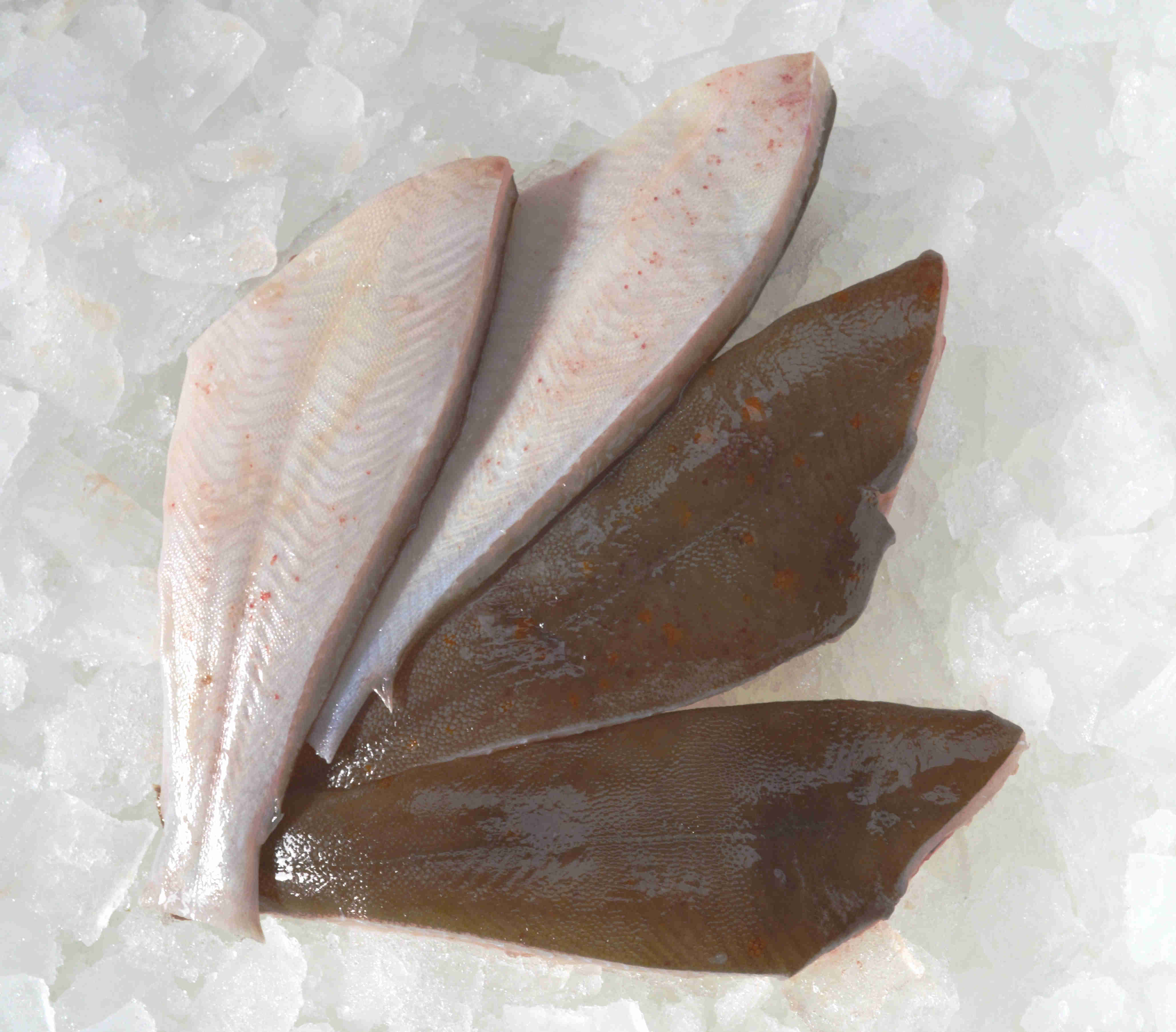 Zwei Schollenfilets auf einer Schicht Eis liegend, eines mit heller Hautseite nach oben, das andere mit dunkler Hautseite nach oben, ideal für Fischliebhaber und für gesunde Mahlzeiten