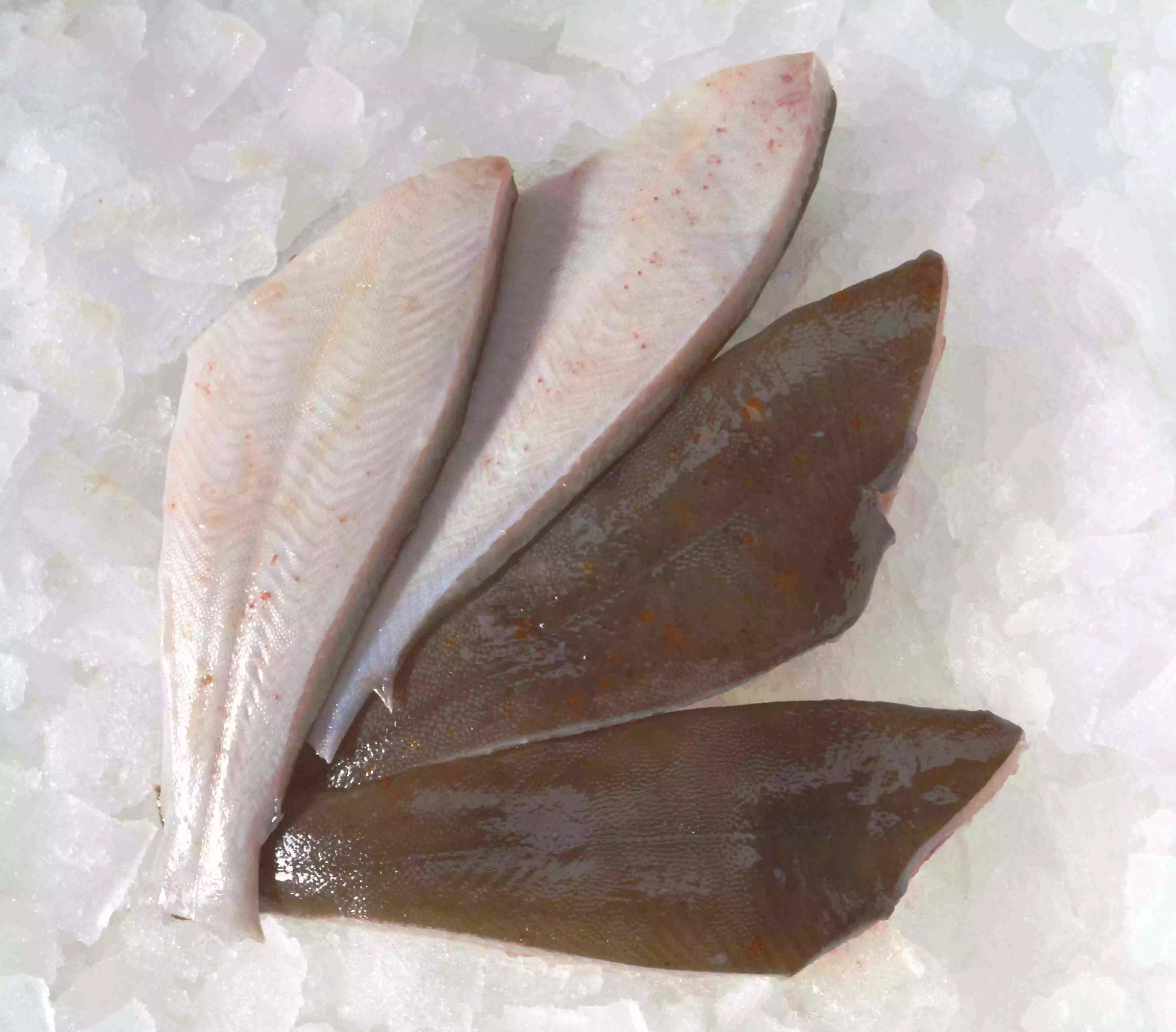 zwei rohe Schollenfilets mit Haut auf Eis liegend