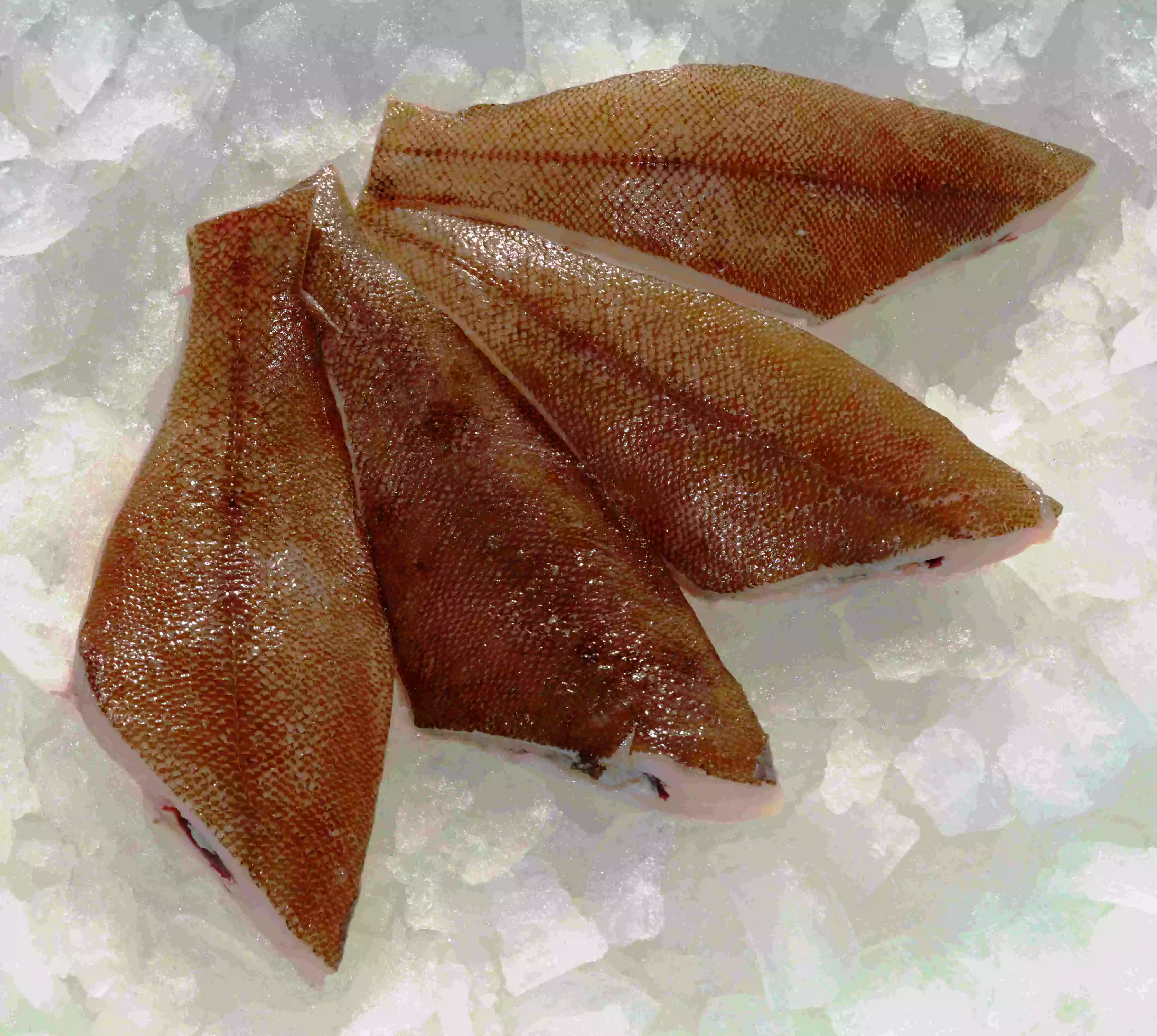 vier rohe Rotzungenfilets mit Haut auf Eis