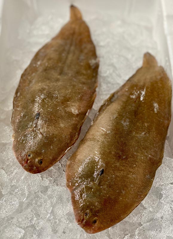 Zwei frische Schollenfische liegen auf einem Bett aus Eis