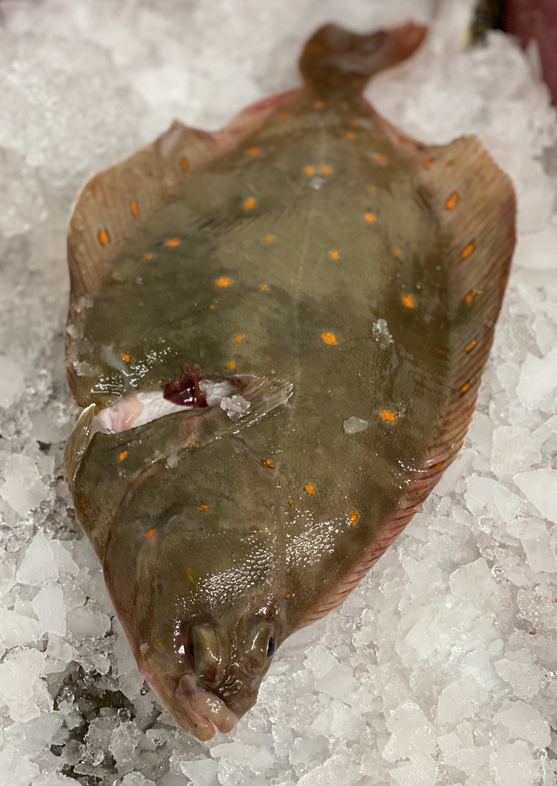 Ganze Nordsee Schollen 300-400g/St. (Größe III), frisch, ganze Fische, 1kg pro Beutel